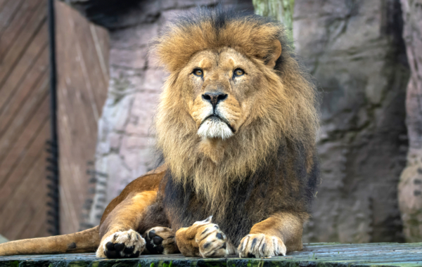 African Lion, Colchester Zoo