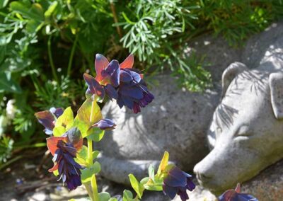 Garden at Pilgrims Barn Bed & Breakfast